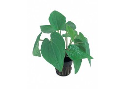 Saururus cernuus - Pot 5,5cm - Plantes en pots de 5,5cm - aquarium - Comptoir du Poisson exotique