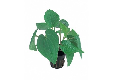 Saururus cernuus - Pot 5,5cm - Plantes en pots de 5,5cm - aquarium - Comptoir du Poisson exotique
