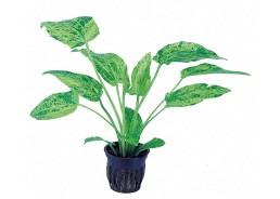 Echinodorus cordifolius 'marble queen' - pot 5,5cm - Plantes en pots de 5,5cm - aquarium - Comptoir du Poisson exotique