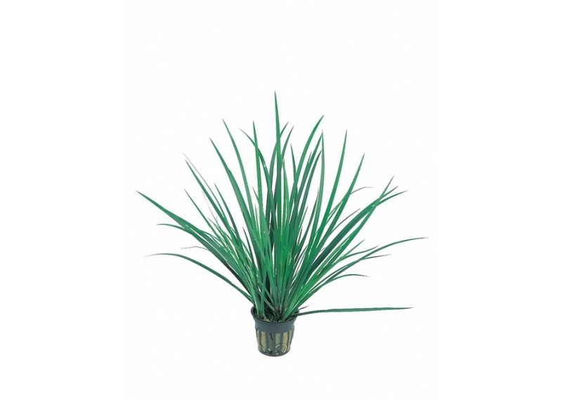 Acorus gramineus - Pot 5,5cm - Plantes en pots de 5.5 cm - terrarium - Comptoir du Poisson exotique