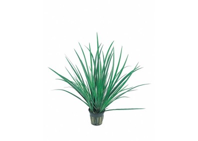 Acorus gramineus - Pot 5,5cm - Plantes en pots de 5.5 cm - terrarium - Comptoir du Poisson exotique