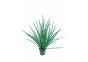 Acorus gramineus - Pot 5,5cm - Plantes en pots de 5.5 cm - terrarium - Comptoir du Poisson exotique