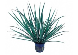 Acorus gramineus 'Pussilus' - Pot 5,5cm - Plantes en pots de 5.5 cm - terrarium - Comptoir du Poisson exotique