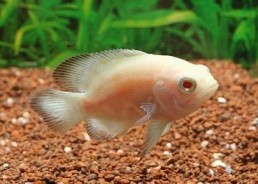 Oscar albinos - Cichlidés américains - Comptoir du Poisson exotique