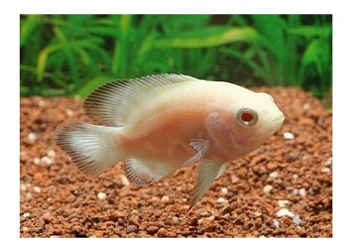 Oscar albinos - Cichlidés américains - Comptoir du Poisson exotique