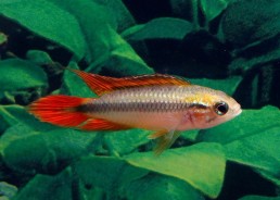 Apisto agassizi double rouge - Cichlidés américains - Comptoir du Poisson exotique