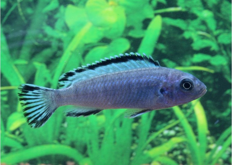 Chindongo socolofi - Cichlidés africains - Comptoir du Poisson exotique