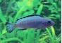 Chindongo socolofi - Cichlidés africains - Comptoir du Poisson exotique