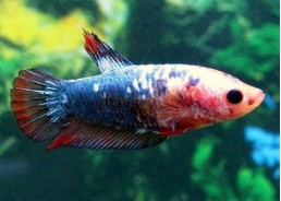 Betta plakat femelle assortie - Betta plakat - Comptoir du Poisson exotique