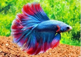 Betta halfmoon select mâle cambodian - Betta halfmoon séléction - Comptoir du Poisson exotique