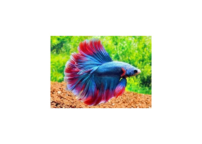 Betta halfmoon select mâle cambodian - Betta halfmoon séléction - Comptoir du Poisson exotique