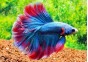 Betta halfmoon select mâle cambodian - Betta halfmoon séléction - Comptoir du Poisson exotique