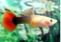 Guppy femelle tuxedo rouge - Guppy femelle - Comptoir du Poisson exotique