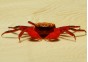 Crabe vampire red ruby - Crabe - Comptoir du Poisson exotique