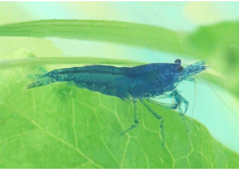 Crevette blue cherry - Crevette & écrevisse - Comptoir du Poisson exotique