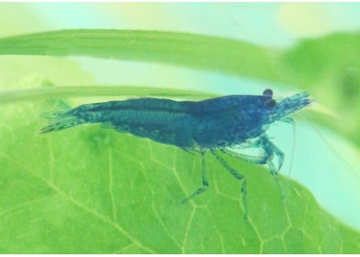 Crevette blue cherry - Crevette & écrevisse - Comptoir du Poisson exotique