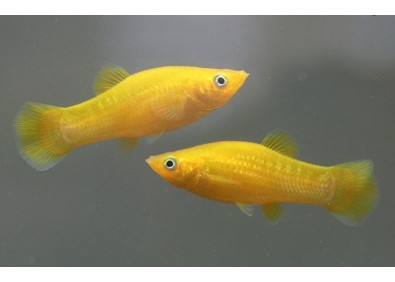 Molly gold - Molly - Comptoir du Poisson exotique