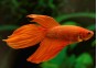 Betta mâle orange - Betta classique - Comptoir du Poisson exotique