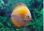 Discus marlboro yellow - Discus - Comptoir du Poisson exotique