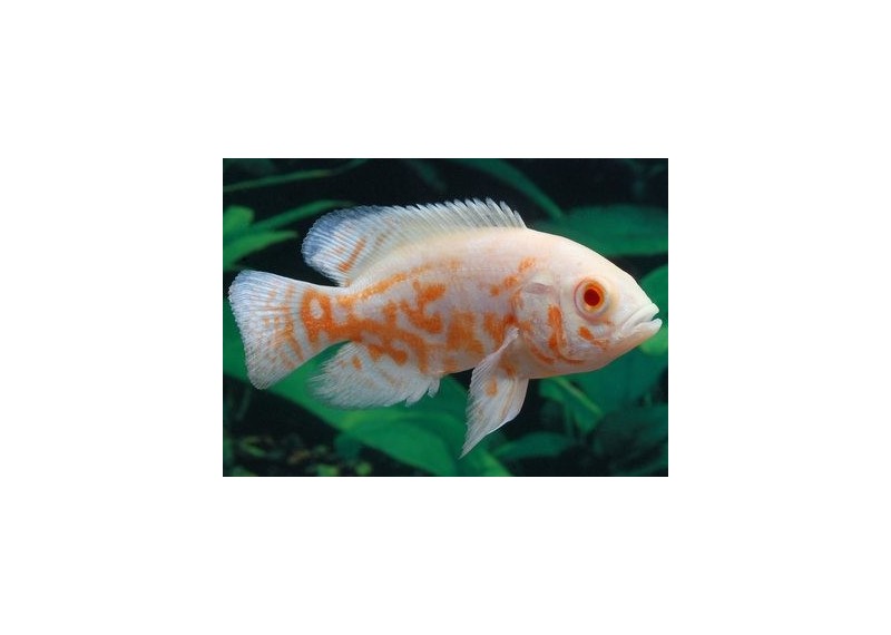 Oscar tigre albinos - Cichlidés américains - Comptoir du Poisson exotique