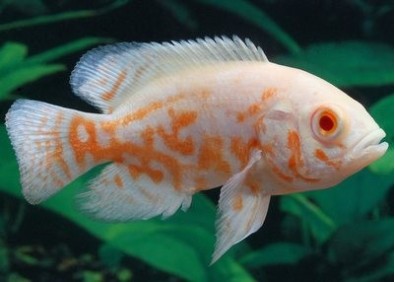 Oscar tigre albinos - Cichlidés américains - Comptoir du Poisson exotique