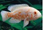 Oscar tigre albinos - Cichlidés américains - Comptoir du Poisson exotique