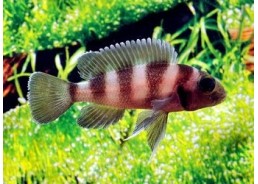 Neolamprologus tretocephalus - Cichlidés africains - Comptoir du Poisson exotique