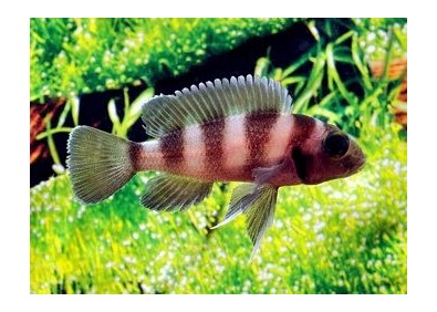 Neolamprologus tretocephalus - Cichlidés africains - Comptoir du Poisson exotique