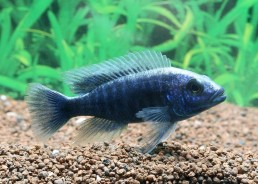 Sciaenochromis ahli - Cichlidés africains - Comptoir du Poisson exotique