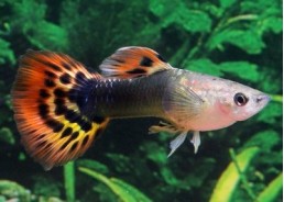Guppy mâle tuxedo dragon - Guppy mâle - Comptoir du Poisson exotique