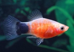 Platy zebra mickey - Platy - Comptoir du Poisson exotique