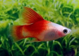 Platy rouge top - Platy - Comptoir du Poisson exotique