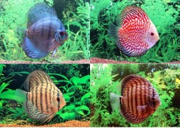 Discus mix (pigeon-turquoise-cobalt) - Discus - Comptoir du Poisson exotique