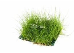 Eleocharis net 10x15cm - Tapis - Plantes sur tapis - Comptoir du Poisson exotique