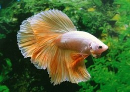 Betta halfmoon select mâle gold dragon - Betta halfmoon séléction - Comptoir du Poisson exotique