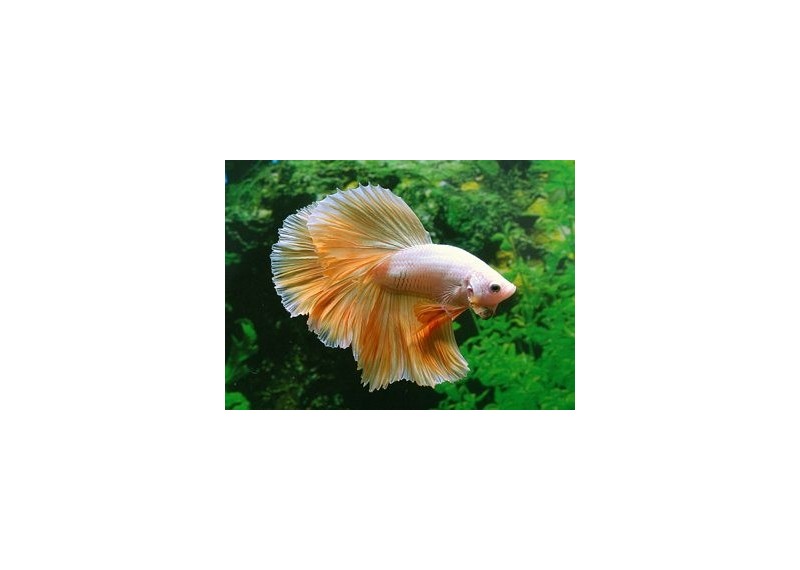 Betta halfmoon select mâle gold dragon - Betta halfmoon séléction - Comptoir du Poisson exotique