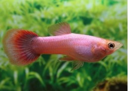 Guppy mâle platinium rose - Guppy mâle - Comptoir du Poisson exotique