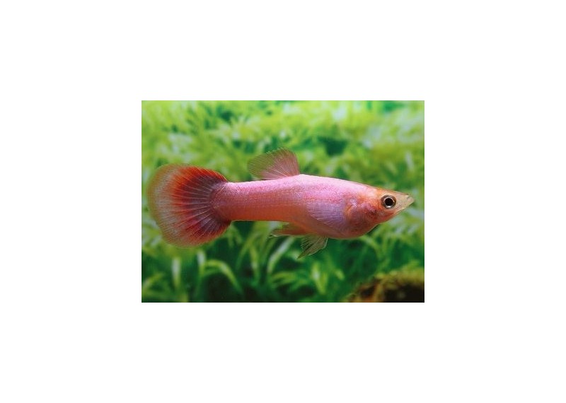 Guppy mâle platinium rose - Guppy mâle - Comptoir du Poisson exotique