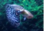 Guppy mâle select éléphant blue tiger - Guppy séléction - Comptoir du Poisson exotique