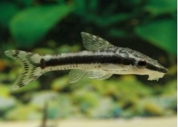 Otocinclus affinis - Autres poissons de fond - Comptoir du Poisson exotique