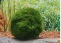 Cladophora linnaei M 3-4 CM - Plantes en portion - Comptoir du Poisson exotique