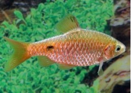 Barbus conchonius gold - Barbus - Comptoir du Poisson exotique