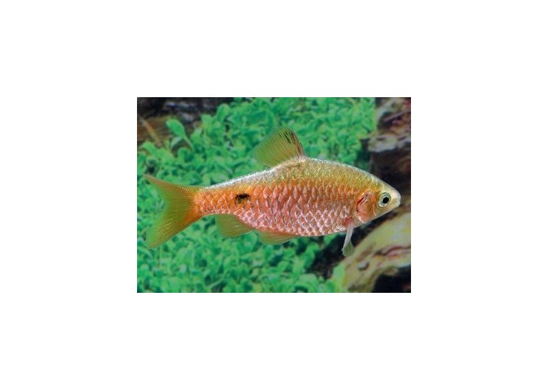 Barbus conchonius gold - Barbus - Comptoir du Poisson exotique