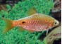 Barbus conchonius gold - Barbus - Comptoir du Poisson exotique