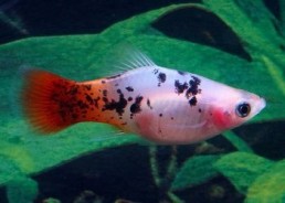 Platy sunburst calico - Platy - Comptoir du Poisson exotique