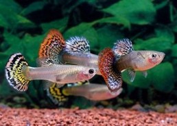 Guppy femelle select assortie - Guppy séléction - Comptoir du Poisson exotique