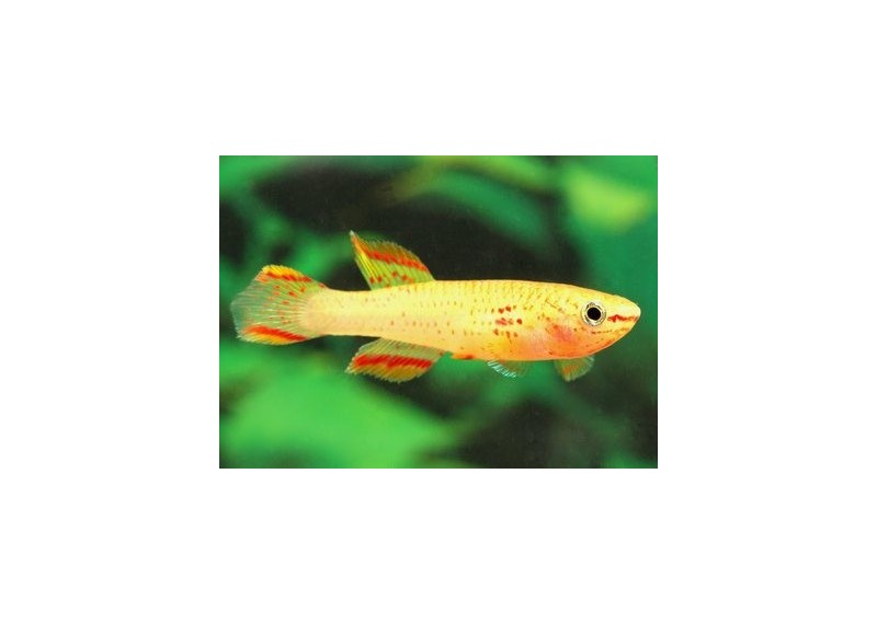 Aphyosemion gardneri gold - Killies - Comptoir du Poisson exotique