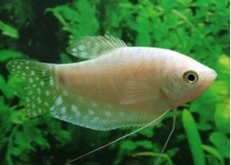 Gourami ivoire - Gouramis - Comptoir du Poisson exotique