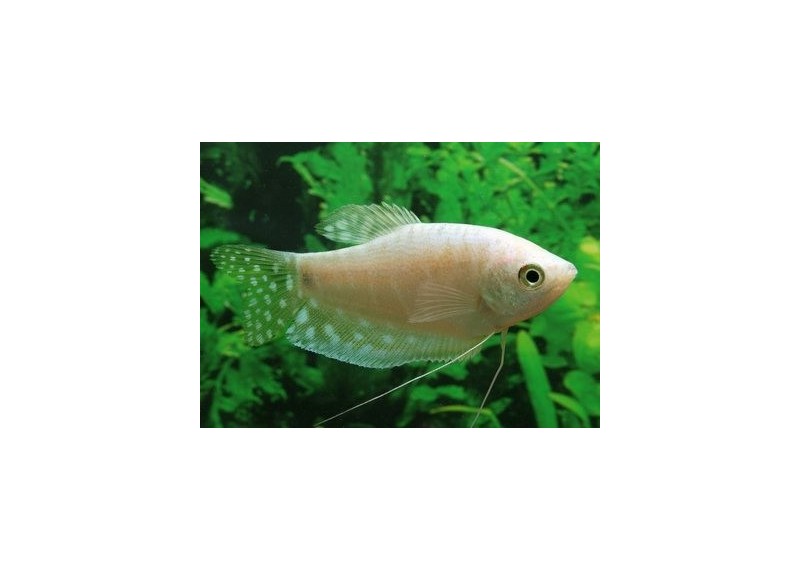 Gourami ivoire - Gouramis - Comptoir du Poisson exotique