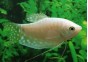 Gourami ivoire - Gouramis - Comptoir du Poisson exotique